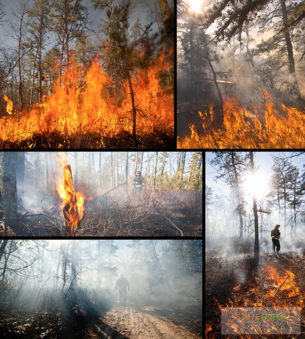 Forest Wildfire, Wharton State Forest, Pine Barrens, New Jersey