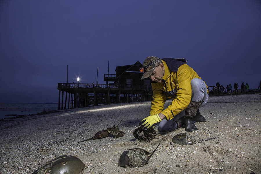 Examing Horseshoe Crabs at Night, Reeds Beach, NJ