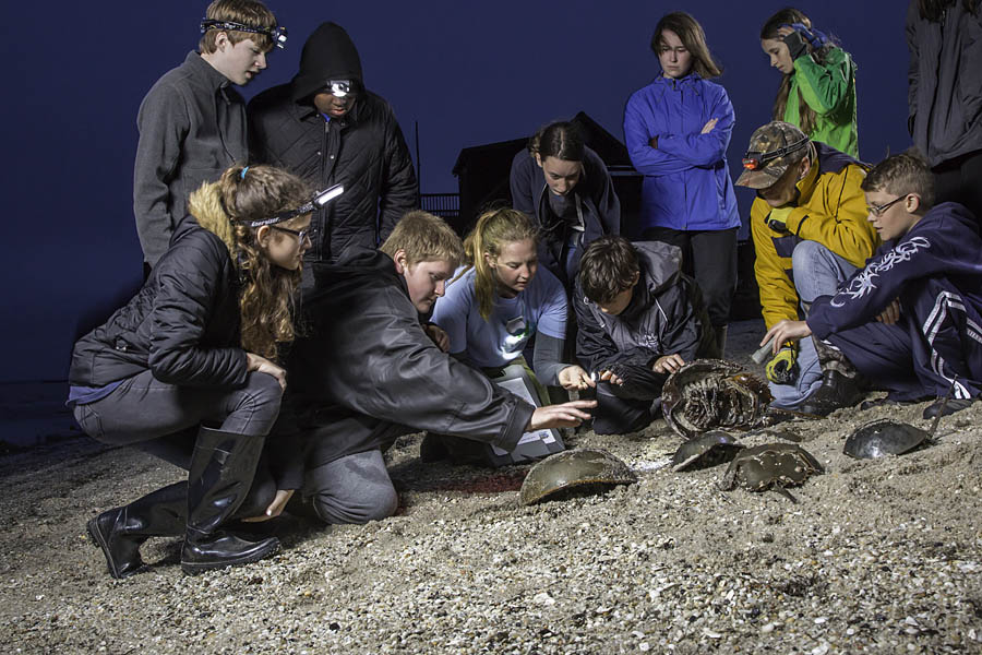 Research Scientist describing horseshoe crabs at night, Reeds Beach, NJ