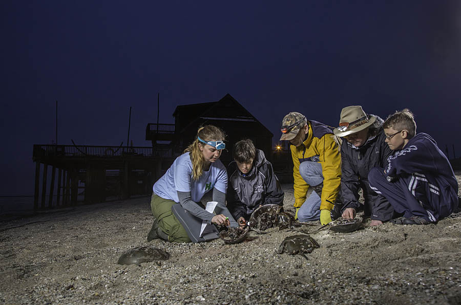 Research Scientist describing horseshoe crabs at night, Reeds Beach, NJ