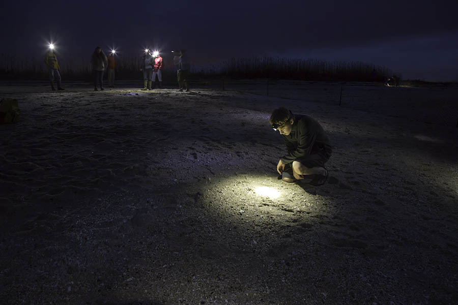 Student examining horseshoe crab eggs at night, Reeds Beach, NJ